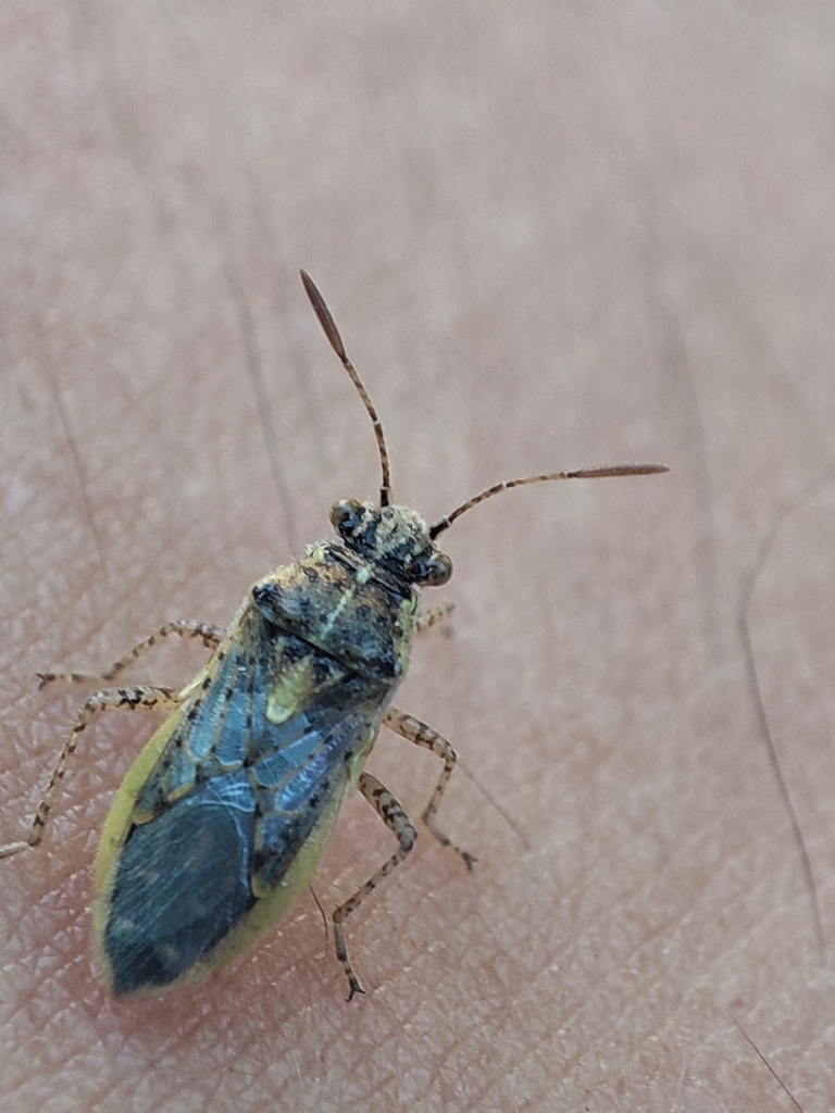 Rhopalini from 2100922 Los Andes, Valparaíso, Chile on November 30