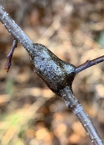 Eastern Tent Caterpillar Moth, photo 3 of 8