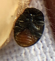 Rhyzobius forestieri