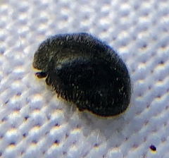 Rhyzobius forestieri