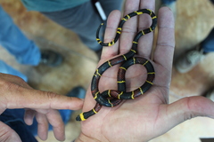 Pliocercus elapoides