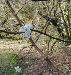 Angiospermae