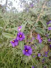 Lycianthes lycioides