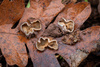 Genea sp. 'PNW33' - Photo (c) heatherdawson, some rights reserved (CC BY-NC), uploaded by heatherdawson