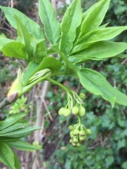 Staphylea pinnata