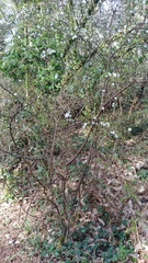 Angiospermae