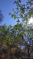 Ficus crocata