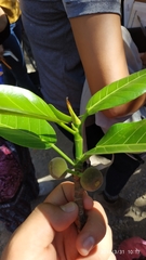 Ficus crocata