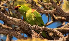 Rhynchopsitta terrisi