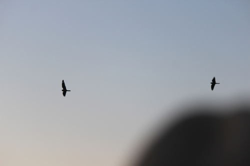 iNaturalist observation photo of Lesser Nighthawk