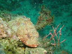 Scorpaena guttata