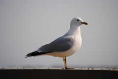 Larus delawarensis