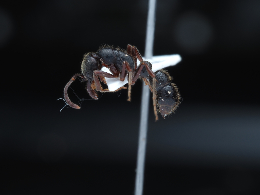 Myopias conicara