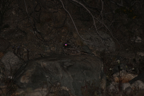 iNaturalist observation photo of Common Poorwill