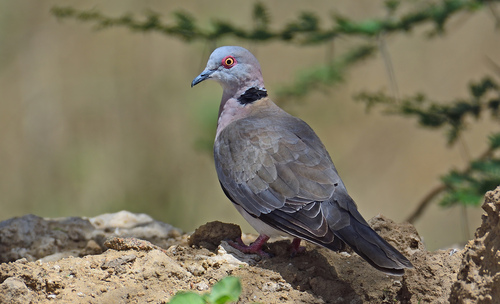 Mourning Collared Dove