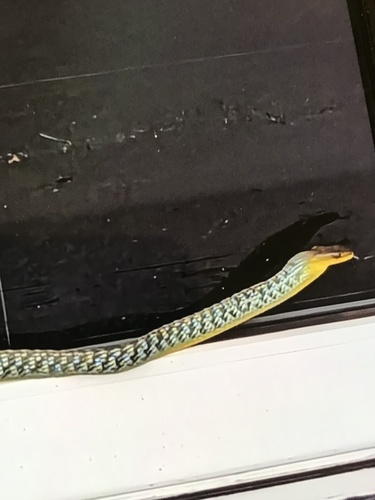 Common Tree Snake sighting
