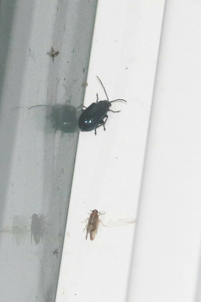 Altica occidentalis