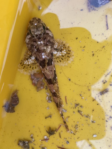 Brown Irish lord (Hemilepidotus spinosus) — Cottidae — 5