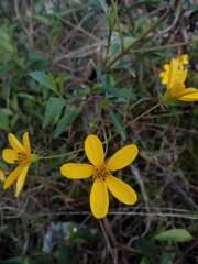 Bidens reptans