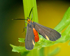 Dahana atripennis