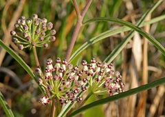 Asclepias longifolia