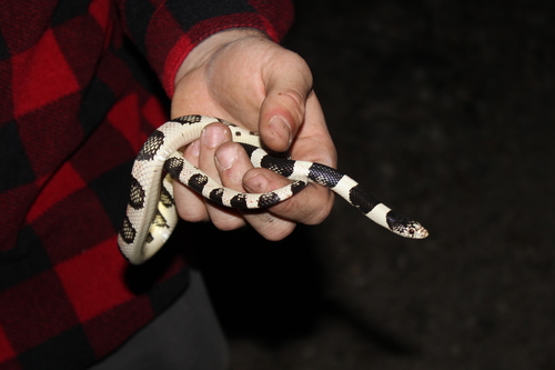 iNaturalist observation photo of Long-nosed Snake