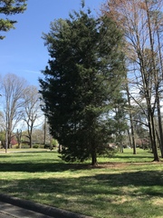 Cupressus × leylandii