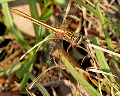 Phanogomphus minutus