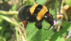 Bombus argillaceus