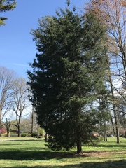 Cupressus × leylandii