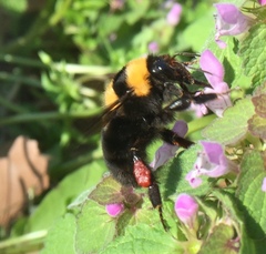 Bombus argillaceus