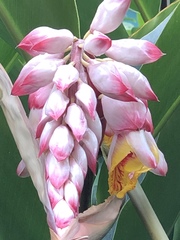Alpinia nutans
