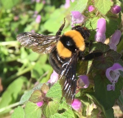 Bombus argillaceus