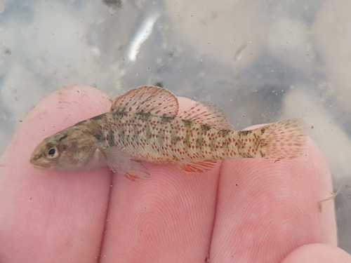 Rio Grande Darter