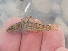 Rio Grande Darter photo 4