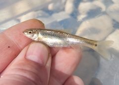 Nueces Roundnose Minnow photo 5