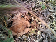 Alopecosa albofasciata