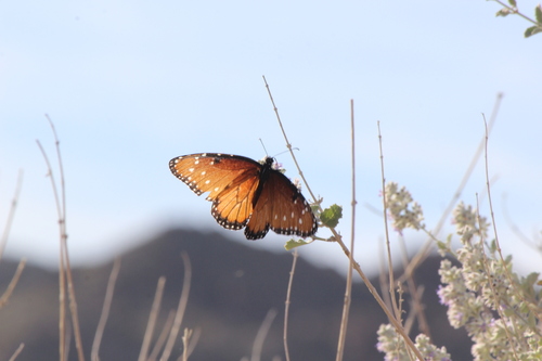 iNaturalist observation photo of Queen