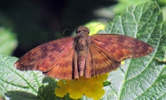 Carcharodini