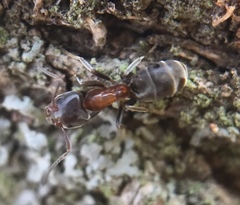 Liometopum microcephalum