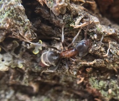 Liometopum microcephalum