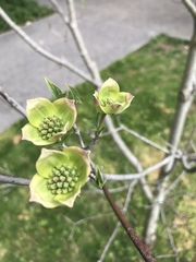 Cornus florida