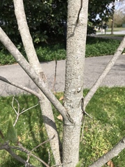 Cornus florida
