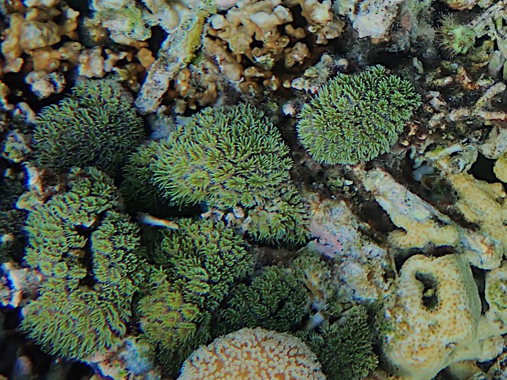 Galaxy Coral in October 2023 by leithallb. 180106 · iNaturalist