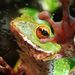 Forest Green Treefrog - Photo (c) muzina_shanghai, some rights reserved (CC BY-NC-ND)