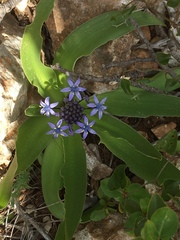 Scilla peruviana