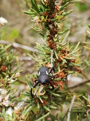 Rhyephenes
