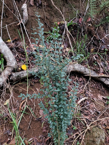 Ligustrum sinense, 2023-11-29
