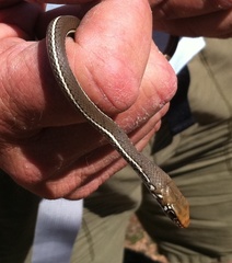 Masticophis lateralis lateralis