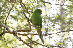 Malherbe's Parakeet photo 2